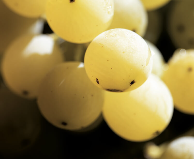 degustazione malvasia dolce