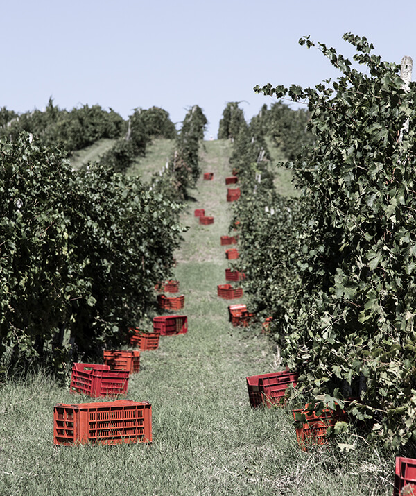 lambrusco